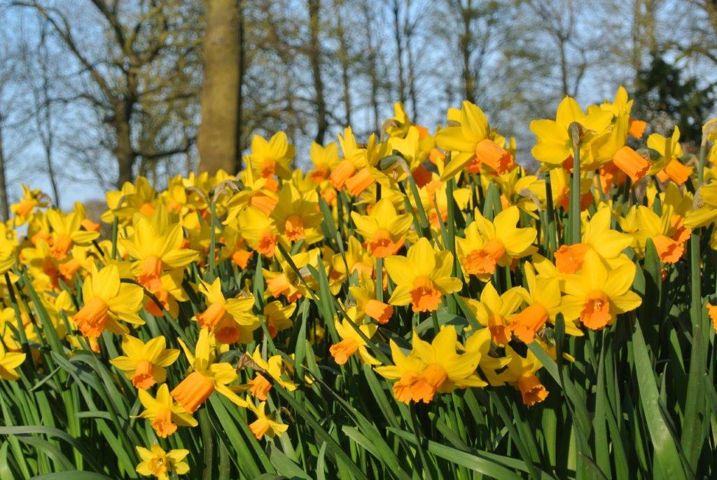 Narcissus 'Jetfire' 0,25 Narcissus 'Jetfire' 0,25